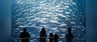 Ocean Odyssey, una atracción inmersiva de más de 5.500 metros cuadrados que emplea tecnologías holográficas y de realidad virtual para llevar a los visitantes hasta el fondo del mar en un fabuloso viaje submarino por el océano Pacífico. Ocean Odyssey, una atracción inmersiva de más de 5.500 metros cuadrados que emplea tecnologías holográficas y de realidad virtual para llevar a los visitantes hasta el fondo del mar en un fabuloso viaje submarino por el océano Pacífico.