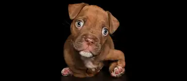 Este perrito tiene una malformación en sus patitas y aún así no deja de ser lindo Este perrito tiene una malformación en sus patitas y aún así no deja de ser lindo