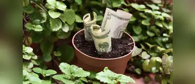 Estas plantas llenarán de energía positiva tu hogar Cinco plantas que atraerán el dinero a tu hogar