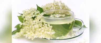 Estas plantas tienen grandes poderes curativos. ¡Entérate cuáles son! Seis plantas para curar el resfriado y la tos