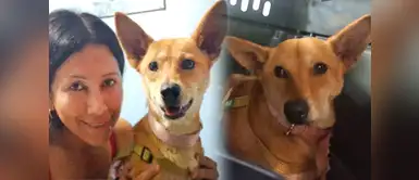 Venezolana salvó a su perrita de la crisis y ahora vive terrible drama en Perú Venezolana salvó a su perrita de la crisis y ahora vive terrible drama en Perú