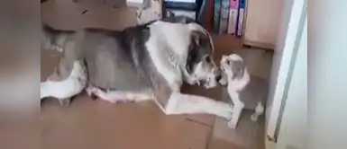 Este video que se ha viralizado en Facebook te hará reír de la emoción. ¡Es un rebelde! Cachorro se molesta con su mamá y ella responde de esta manera