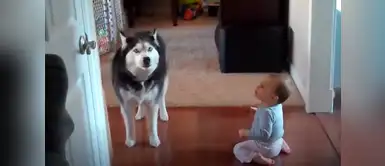 Este perrito a causado sensación en las redes sociales debido a esta tierna imitación. ¡Morirás de ternura! Perrito imita a un bebé de la forma más graciosa