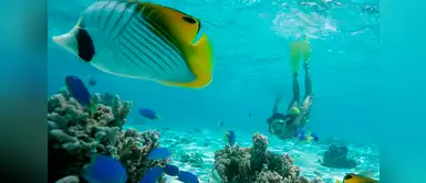 Es el paraíso de los buceadores Es el paraíso de los buceadores