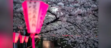 Japón se cubre de flores de cerezo para recibir la primavera Japón se cubre de flores de cerezo para recibir la primavera
