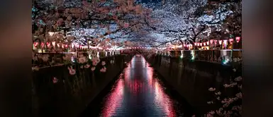 Esta hermosa flor inunda las calles de Japón cada año, y se transforma en un evento único en el mundo Esta hermosa flor inunda las calles de Japón cada año, y se transforma en un evento único en el mundo