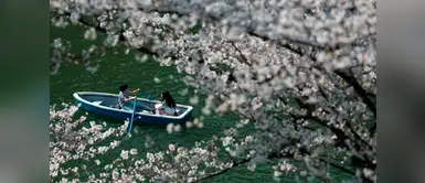 Miles de personas se sientan debajo de los árboles a apreciar la belleza de los parques Miles de personas se sientan debajo de los árboles a apreciar la belleza de los parques