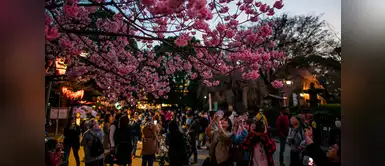 A esta celebración se le llama 'hanami' A esta celebración se le llama 'hanami'