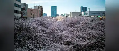 El hanami es una costumbre japonesa en la que se hace avistamiento de flores El hanami es una costumbre japonesa en la que se hace avistamiento de flores