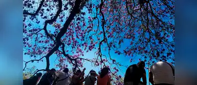 Muchos turistas viajan a Tokio entre el mes de marzo y abril para admirar la floración Muchos turistas viajan a Tokio entre el mes de marzo y abril para admirar la floración