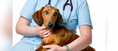 Ciudad de Arequipa construirá el primer hospital de mascotas del Perú ¡Increíble! Arequipa tendrá el primer hospital de mascotas del Perú