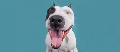 Emocionado Emocionado