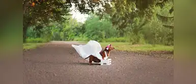 Una orgullosa mamá posando para la cámara, en su vientre lleva a sus cachorritos Una orgullosa mamá posando para la cámara, en su vientre lleva a sus cachorritos