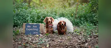 Ellos son muy felices, pues están esperando su primera camada Ellos son muy felices, pues están esperando su primera camada