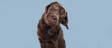 ¿Qué dijiste? ¿Qué dijiste?