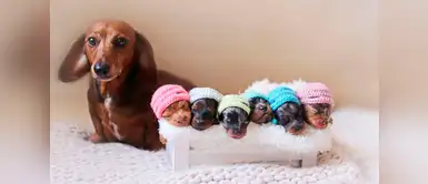 Seis adorables cachorritos a lado de su mamá Seis adorables cachorritos a lado de su mamá