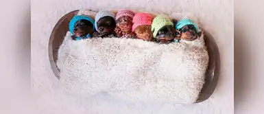 ¿No son adorables? ¿No son adorables?