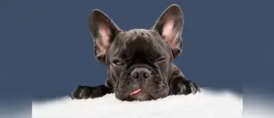 ¡Estoy muy cansado! ¡Estoy muy cansado!