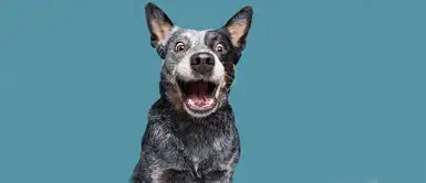 Sorprendido Sorprendido