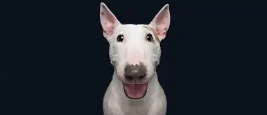 Estoy muy feliz Estoy muy feliz