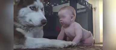 Cuando veas este video viral, morirás de ternura. Bebé quiso besar a un perro furioso, la reacción de la mascota sorprendió a todos