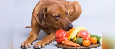 Estas frutas harán que tus mascotas tengan una buena salud Cinco frutas que tu mascota puede comer para estar saludable