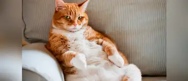 Conoce qué es lo que tu gato piensa de ti Conoce qué es lo que tu gato piensa de ti