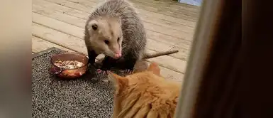 ¿Qué es eso? ¿Qué es eso?