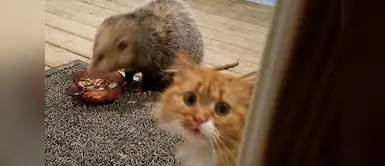 ¡Papá humano, algo se está comiendo mi comida! ¡Papá humano, algo se está comiendo mi comida!