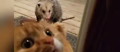 ¡Auxilio! Es un ratón enorme ¡Auxilio! Es un ratón enorme