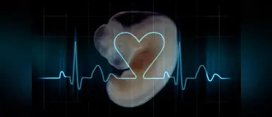 Estudio reveló que el corazón se forma a los 16 días de que el feto es concebido Estudio reveló que el primer latido del feto se da a los 16 días de ser concebido