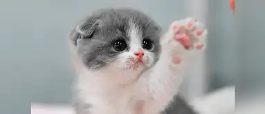 10 pasos para bañar a tu gatito y no fallar en el intento 10 pasos para bañar a tu gatito y no fallar en el intento