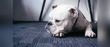 20 ocasiones donde nuestras mascotas también sintieron celos Los perros o gatos también sienten celos y estas 20 situaciones lo demuestran