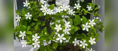 Conoce las propiedades de estas plantas. Cuatro plantas que atraerán el amor verdadero a tu vida