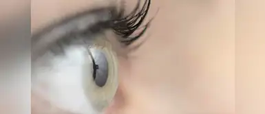 Las partes de la vista El sentido de la Vista: ¡No creerás todas las partes que esconden nuestros ojos!