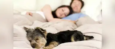 ¿Podemos dormir con nuestros perros? ¿Dormir con tu perro puede ser perjudicial? Expertos tienen la respuesta