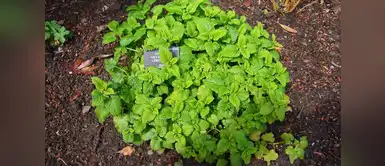 Elimina la ansiedad con estas efectivas plantas. Cinco plantas que te ayudarán a calmar la ansiedad