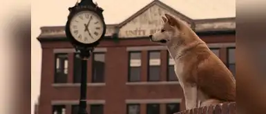 Perrita espera todos los días el mismo tren ¡Al estilo de Hachiko! Perrita espera a su "salvador" en el tren