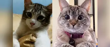 ¿No son hermosos? ¿No son hermosos?