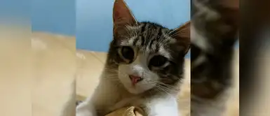 Tommy. Este pequeño gatito tiene los ojos verdes, pelaje esponjoso y le encanta engreírse. A los cinco meses fue encontrado comiendo basura, lo adoptaron y ahora tiene 3 años Tommy. Este pequeño gatito tiene los ojos verdes, pelaje esponjoso y le encanta engreírse. A los cinco meses fue encontrado comiendo basura, lo adoptaron y ahora tiene 3 años