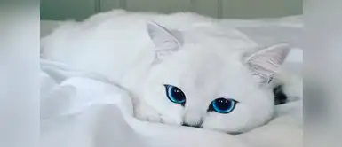 Coby, la gata de los ojos perfectos. Pertenece a la raza British Shorthair y tiene unos profundos ojos azules contorneados por un color negro que impresiona por su perfección y belleza Coby, la gata de los ojos perfectos. Pertenece a la raza British Shorthair y tiene unos profundos ojos azules contorneados por un color negro que impresiona por su perfección y belleza