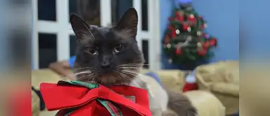 Pichito, el navideño. Este gatito siames, todos los años empieza con ansias la Navidad Pichito, el navideño. Este gatito siames, todos los años empieza con ansias la Navidad