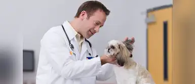 Conoce dónde se encontrará el primer hospital para mascotas. El Perú tendrá su primer hospital de mascotas. ¡Conoce dónde estará ubicado!