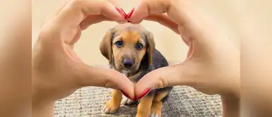 ¿Qué hago si envenenan a mi mascota? ¡Estos tips le salvarán la vida! ¿Qué hago si envenenan a mi mascota? ¡Estos tips le salvarán la vida!