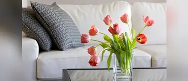 Cinco plantas y flores que combatirán tu hogar de las malas energías 5 plantas y flores que eliminará las malas energías de tu hogar