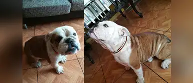 Apolo es un tierno bulldog inglés de tres años. Atentas Wapas porque esta buscando novia. Su dueña se llama Pamela Escudero y da la vida por su mascota. Apolo es un tierno bulldog inglés de tres años. Atentas Wapas porque esta buscando novia. Su dueña se llama Pamela Escudero y da la vida por su mascota.