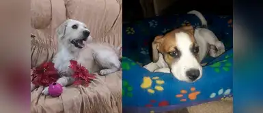 Les presentamos al adorable Black y a la traviesa Pamela, ambos son mascotas de Fanny Bada Les presentamos al adorable Black y a la traviesa Pamela, ambos son mascotas de Fanny Bada