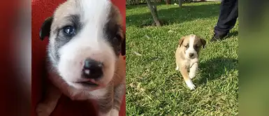 Cookie mide apenas 40 cm y tiene un añito. Su dueña se llama Areli Castillo y lo quiere muchísimo Cookie mide apenas 40 cm y tiene un añito. Su dueña se llama Areli Castillo y lo quiere muchísimo