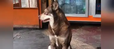 Lobito tiene ocho meses, es querido y cuidado por todo un vecindario. Lobito tiene ocho meses, es querido y cuidado por todo un vecindario.
