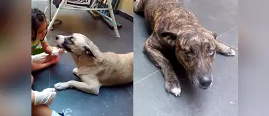 Bella y Luna son madre e hija. Bella tiene siete años y Luna tiene tres. Su dueño se llama Carlos Arango Bella y Luna son madre e hija. Bella tiene siete años y Luna tiene tres. Su dueño se llama Carlos Arango